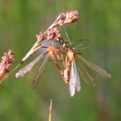 Harpobittacus australis (Hangingfly) at Gibraltar Pines - 27 Jan 2023 by MatthewFrawley