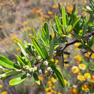 Pyracantha angustifolia (Firethorn, Orange Firethorn) at Mount Majura - 27 Jan 2023 by abread111