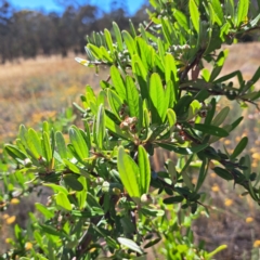 Pyracantha angustifolia at Watson, ACT - 28 Jan 2023 10:42 AM