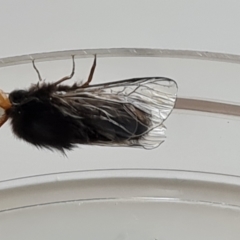 Hyalarcta huebneri at Isaacs, ACT - 28 Jan 2023