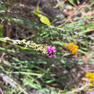 Cullen microcephalum at Watson, ACT - 28 Jan 2023