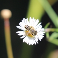 Pseudoanthidium (Immanthidium) repetitum (African carder bee, Megachild bee) at Kaleen, ACT - 28 Jan 2023 by Tammy