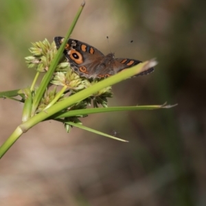 Junonia villida at Molonglo Valley, ACT - 26 Jan 2023