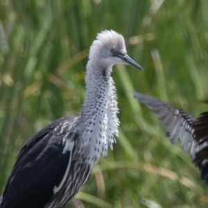 Ardea pacifica at Fyshwick, ACT - 26 Jan 2023