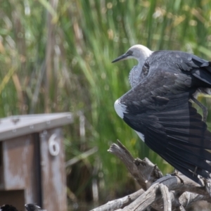 Ardea pacifica at Fyshwick, ACT - 26 Jan 2023