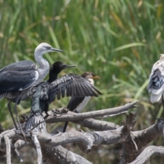 Ardea pacifica at Fyshwick, ACT - 26 Jan 2023 01:18 PM