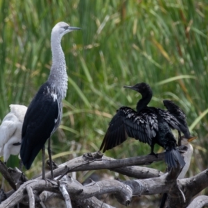 Ardea pacifica at Fyshwick, ACT - 26 Jan 2023