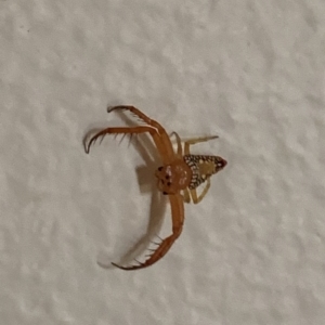 Unidentified Spider (Araneae) (TBC) at suppressed by 81mv