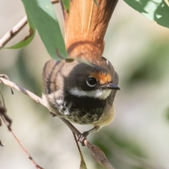 Rhipidura rufifrons (Rufous Fantail) at Paddys River, ACT - 27 Jan 2023 by rawshorty