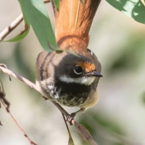 Rhipidura rufifrons at Paddys River, ACT - 28 Jan 2023