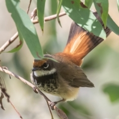 Rhipidura rufifrons at Paddys River, ACT - 28 Jan 2023