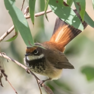 Rhipidura rufifrons at Paddys River, ACT - 28 Jan 2023