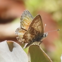 Neolucia agricola (Fringed Heath-blue) at Cotter River, ACT - 21 Jan 2023 by JohnBundock