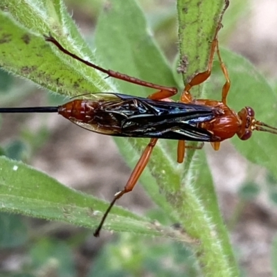 Lissopimpla excelsa (Orchid dupe wasp, Dusky-winged Ichneumonid) at Numeralla, NSW - 28 Jan 2023 by Steve_Bok