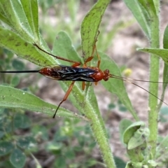 Lissopimpla excelsa at Numeralla, NSW - suppressed