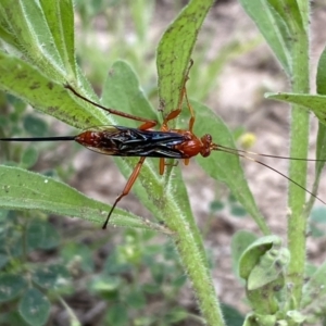 Lissopimpla excelsa at Numeralla, NSW - suppressed