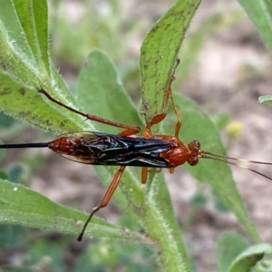 Lissopimpla excelsa at Numeralla, NSW - suppressed