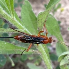 Lissopimpla excelsa at Numeralla, NSW - suppressed