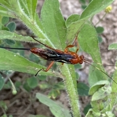 Lissopimpla excelsa at Numeralla, NSW - suppressed