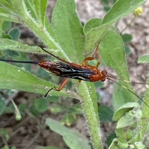 Lissopimpla excelsa at suppressed - 28 Jan 2023
