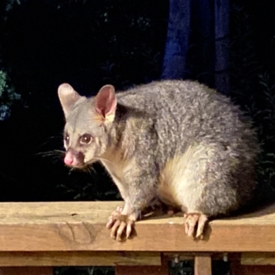 Trichosurus vulpecula (Common Brushtail Possum) at Cook, ACT - 28 Jan 2023 by Tammy