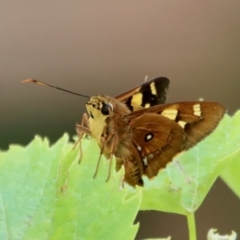 Trapezites symmomus (Splendid Ochre) at Mongarlowe, NSW - 28 Jan 2023 by LisaH