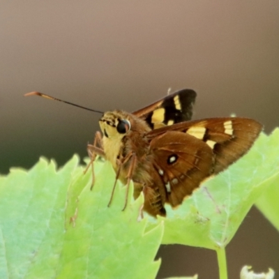 Trapezites symmomus (Splendid Ochre) at QPRC LGA - 28 Jan 2023 by LisaH