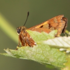 Trapezites symmomus at Mongarlowe, NSW - 28 Jan 2023