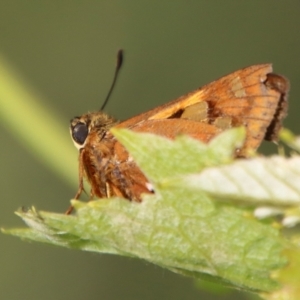 Trapezites symmomus at Mongarlowe, NSW - suppressed