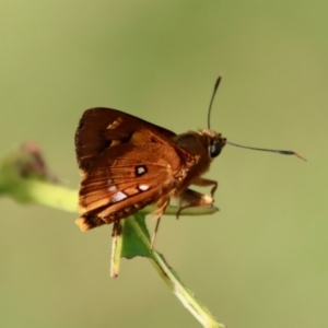 Trapezites symmomus at Mongarlowe, NSW - suppressed