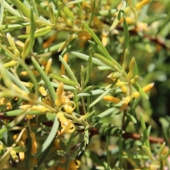 Persoonia juniperina (Prickly Geebung) at Mongarlowe, NSW - 28 Jan 2023 by LisaH