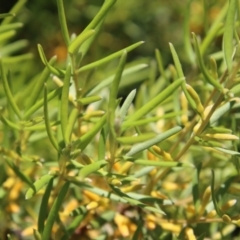 Persoonia juniperina at Mongarlowe, NSW - suppressed