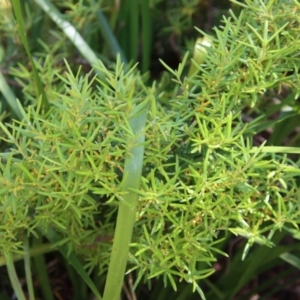 Persoonia juniperina at Mongarlowe, NSW - suppressed