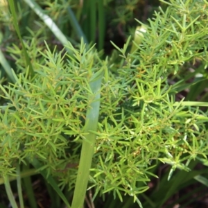 Persoonia juniperina at suppressed - 28 Jan 2023