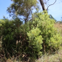 Persoonia juniperina at Mongarlowe, NSW - 28 Jan 2023