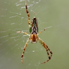 Plebs bradleyi (Enamelled spider) at Mongarlowe, NSW - 28 Jan 2023 by LisaH