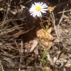 Brachyscome rigidula (Hairy Cut-leaf Daisy) at Cooma, NSW - 28 Jan 2023 by mahargiani