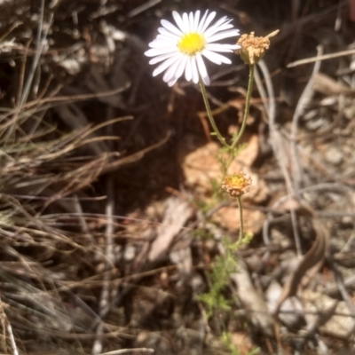 Brachyscome rigidula (Hairy Cut-leaf Daisy) at Cooma North Ridge Reserve - 28 Jan 2023 by mahargiani