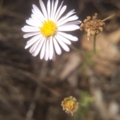 Brachyscome rigidula at Cooma, NSW - 28 Jan 2023