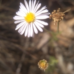 Brachyscome rigidula at Cooma, NSW - 28 Jan 2023