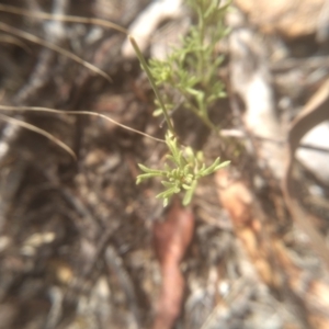 Brachyscome rigidula at Cooma, NSW - 28 Jan 2023