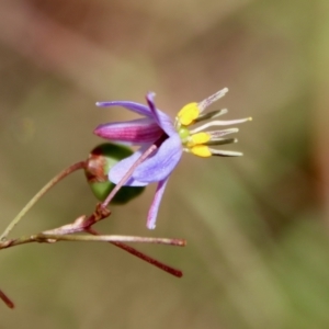 Dianella revoluta var. revoluta at Mongarlowe, NSW - suppressed