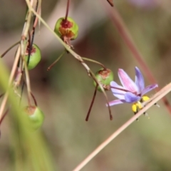 Dianella revoluta var. revoluta at Mongarlowe, NSW - suppressed