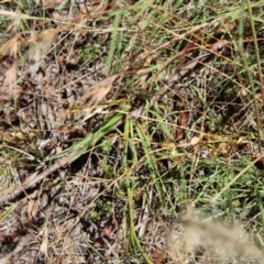 Dianella revoluta var. revoluta at Mongarlowe, NSW - suppressed