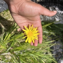 Microseris lanceolata (Yam Daisy) at Cotter River, ACT - 13 Jan 2023 by chromo