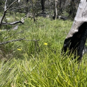 Microseris lanceolata at Cotter River, ACT - 13 Jan 2023