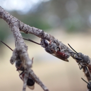 Lasioglossum (Parasphecodes) sp. (genus & subgenus) at Murrumbateman, NSW - 24 Jan 2023 06:35 PM