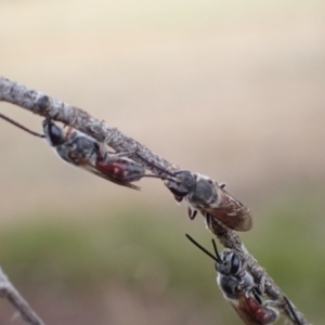 Lasioglossum (Parasphecodes) sp. (genus & subgenus) at Murrumbateman, NSW - 24 Jan 2023 06:35 PM