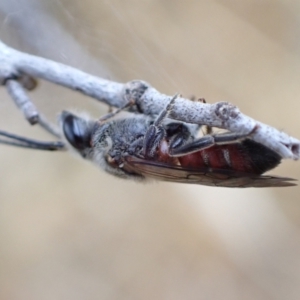 Lasioglossum (Parasphecodes) sp. (genus & subgenus) at Murrumbateman, NSW - 24 Jan 2023 06:35 PM