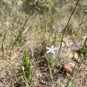 Wahlenbergia sp. at Tennent, ACT - 24 Jan 2023